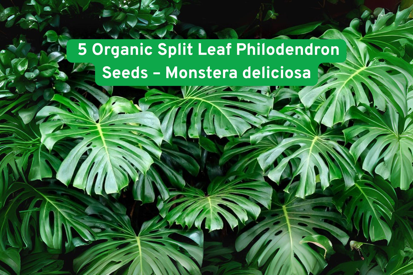 Organic Monstera Deliciosa Seeds – Swiss Cheese Plant Vine – Tropical Houseplant Seeds for Indoor Gardening