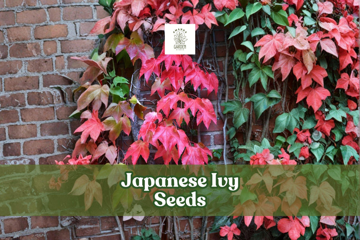 50 Japanese Ivy Seeds | Hardy Creeping Vine for Ground Cover & Climbing | Hedera Species