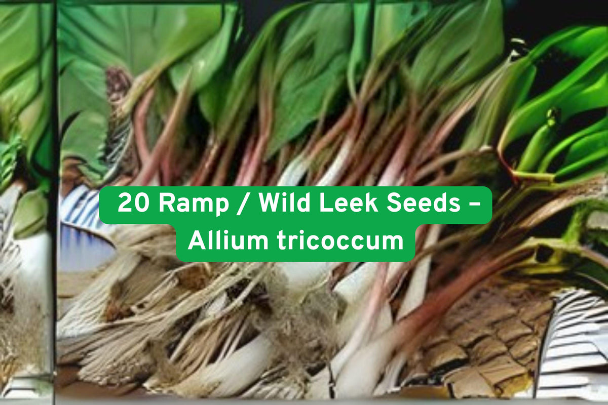 20 Ramp Seeds – Allium tricoccum – Wild Leek Perennial Herb – Edible Native Plant for Shade Gardens