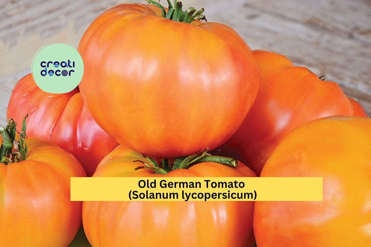 Old German Tomato Plants, Heirloom Starter, Yellow-Red Fruit, Solanum lycopersicum, 6–10 Inches, Live Vegetable Seedlings