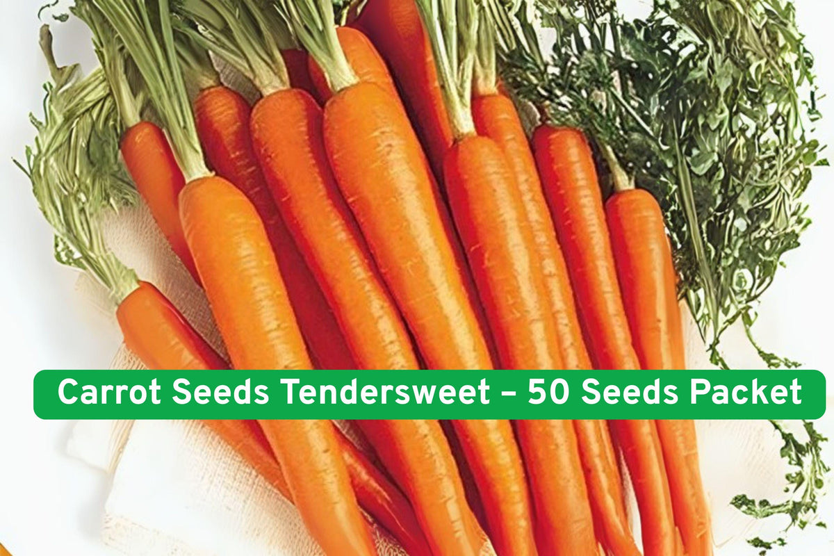 Tendersweet Carrot Seeds, Non-GMO, 50 Pack, Bright Orange, Daucus carota subsp. sativus, Easy to Grow for Home Gardens