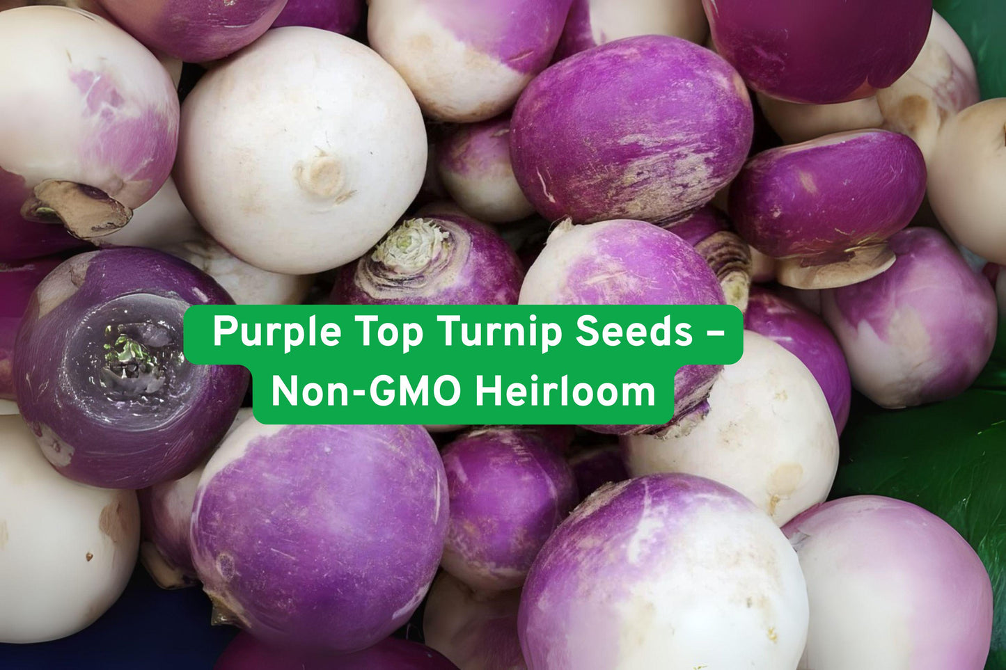 Non-GMO Purple Top Turnip Seeds – Heirloom Brassica rapa for Roots & Greens, Cool Weather Vegetable, Easy to Grow, 50–60 Days