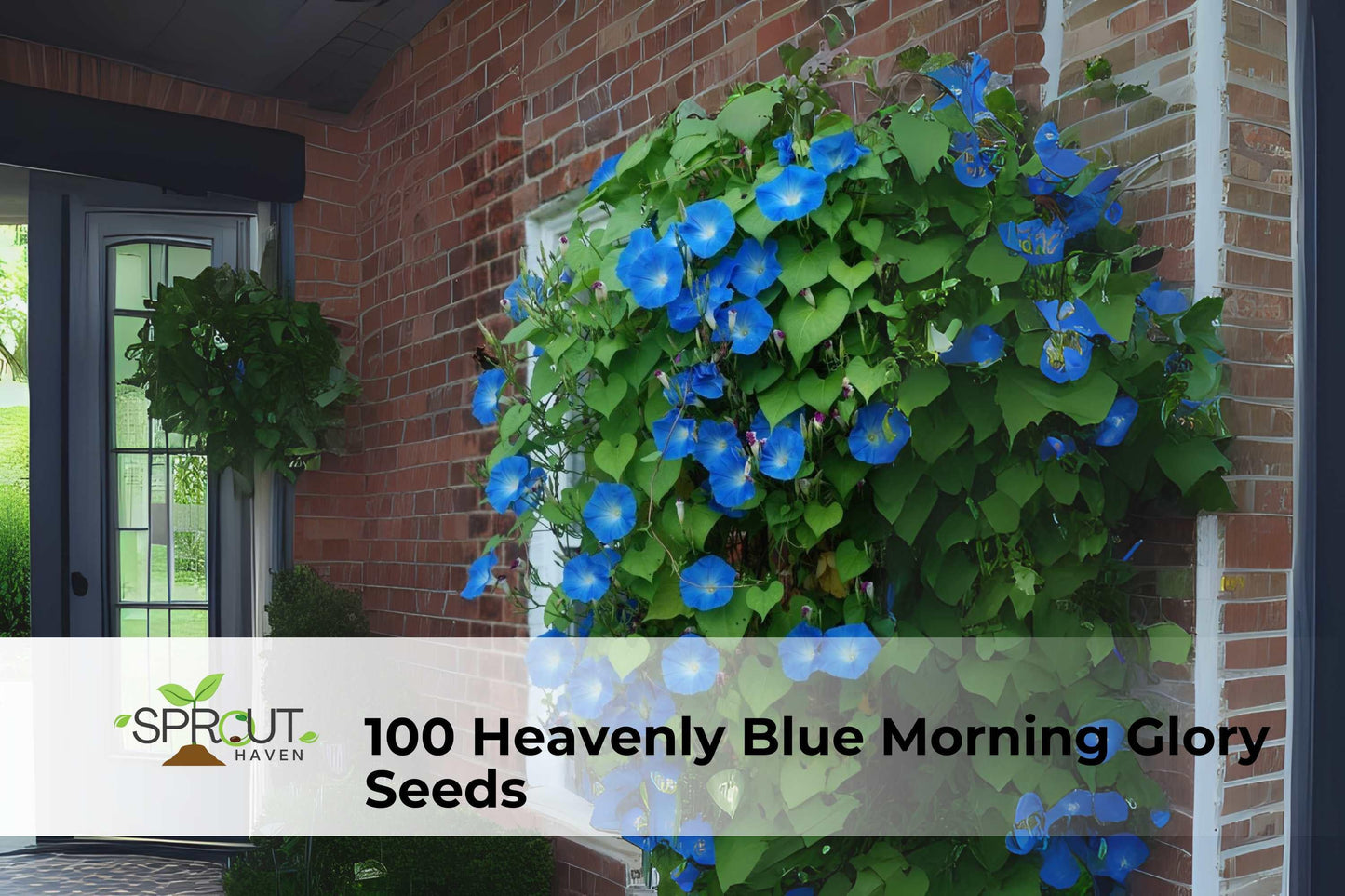 Heavenly Blue Morning Glory Seeds | Ipomoea tricolor Climbing Vine | Sky Blue Flowers | Heirloom, Fast-Growing Annual