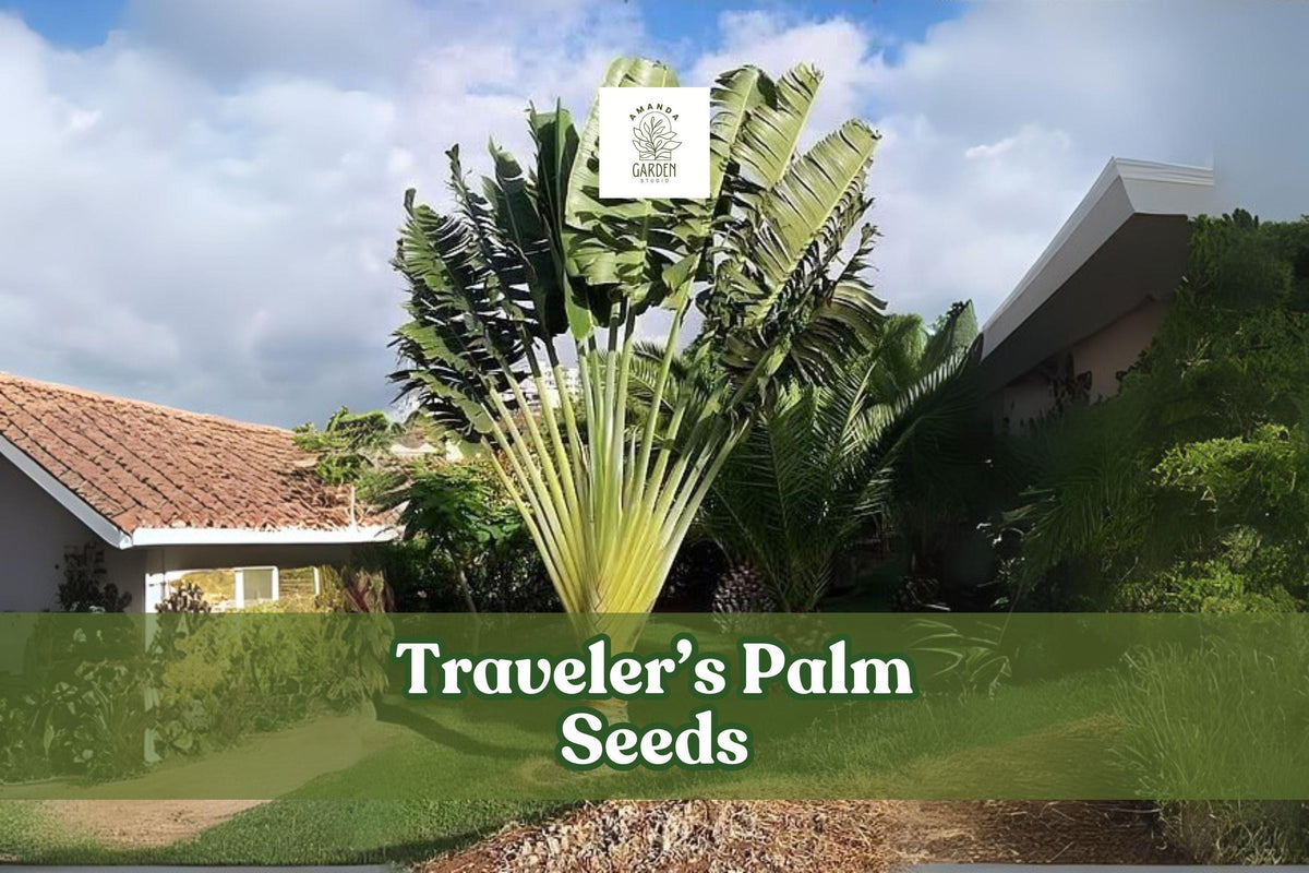 Traveler’s Palm Seeds – Ravenala madagascariensis – Exotic Tropical Bird of Paradise Tree – Grow Your Own Tropical Ornamental Plant