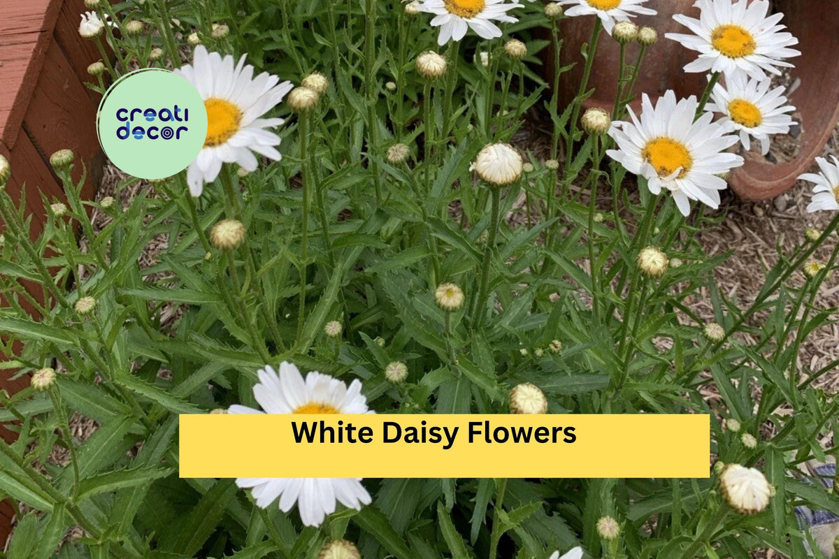 Shasta Daisy Live Plant | Bare Root Perennial Starter | White Flowers | Leucanthemum superbum Garden Bed & Border Plant