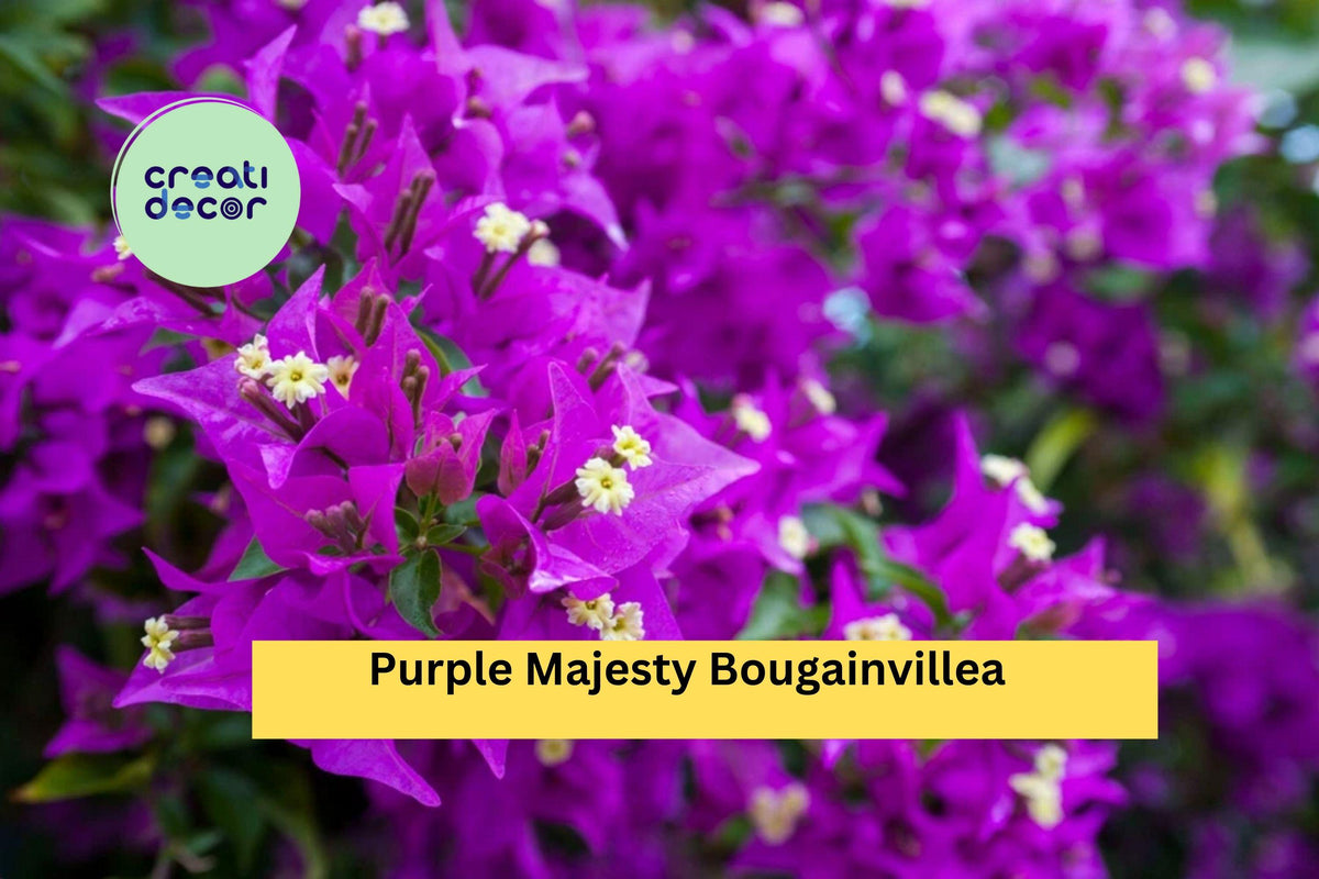 Purple Majesty Bougainvillea Live Rooted Starter Plant - Tropical Climbing Vine for Fences, Trellises, Patios, Container - Bougainvillea glabra