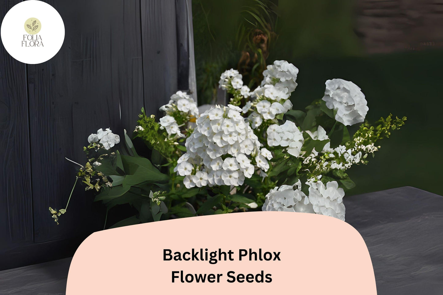 Backlight Phlox Seeds | White & Lavender Perennial Flower | Phlox paniculata | Easy to Grow, Butterfly & Hummingbird Attracting