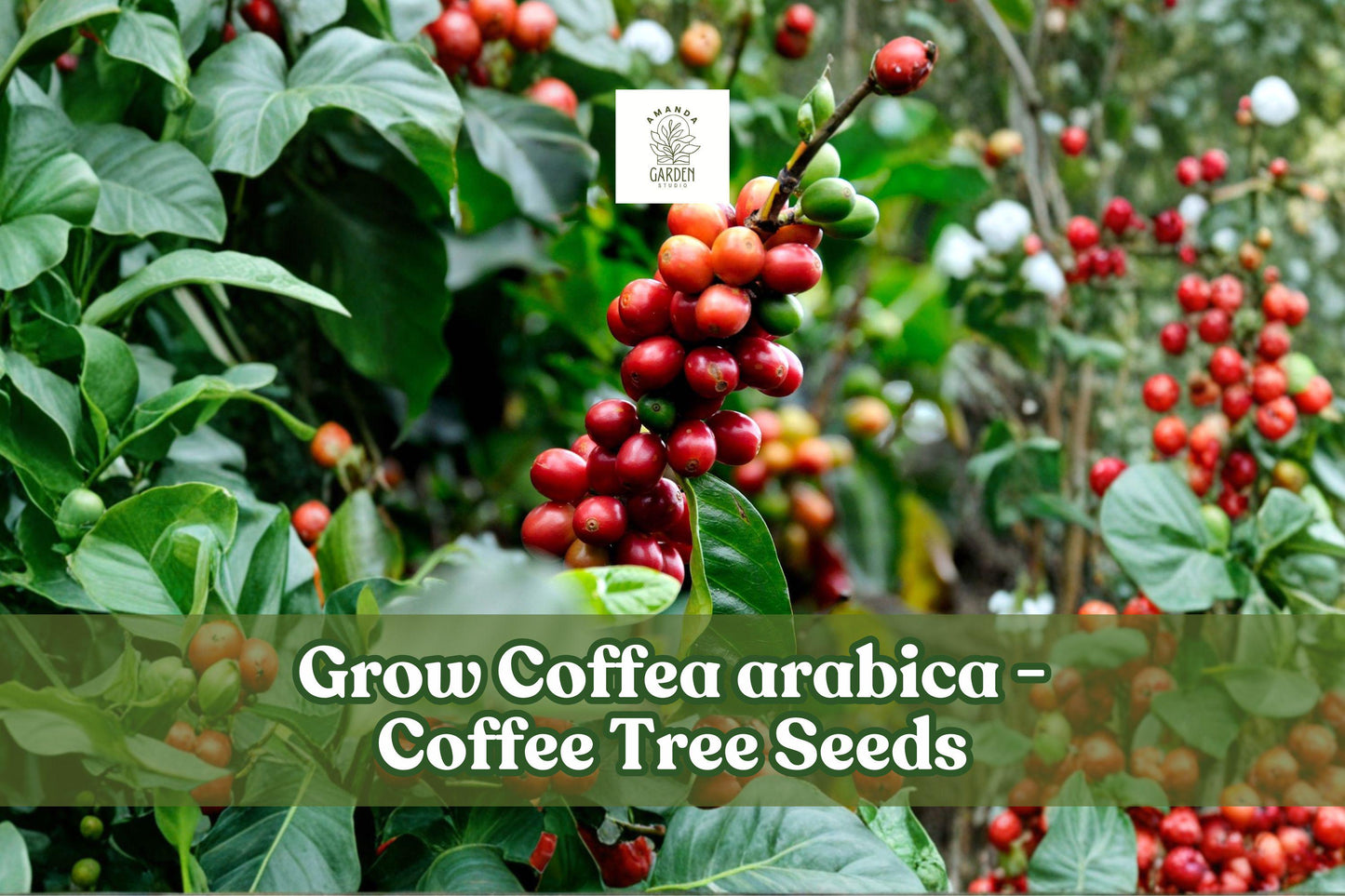 20 Coffea Arabica Seeds | Tropical Coffee Tree Bonsai Starter | Evergreen Plant for Indoor & Outdoor Growing
