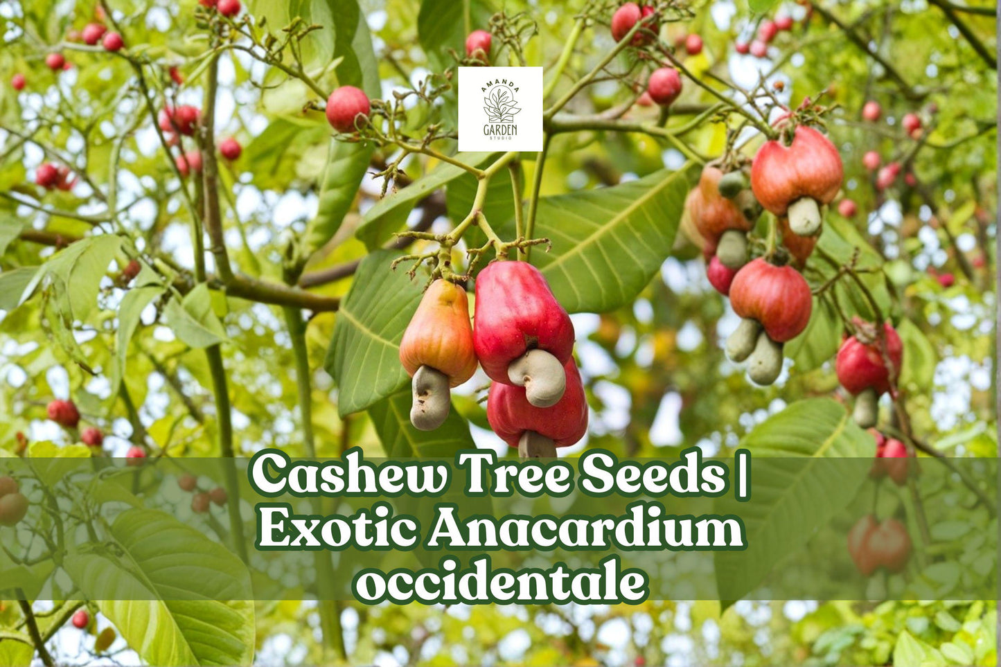 Exotic Cashew Tree Seeds - 6 Tropical Bonsai Plant Seeds - Anacardium occidentale - Evergreen Fruit Tree for Indoor & Outdoor Growth