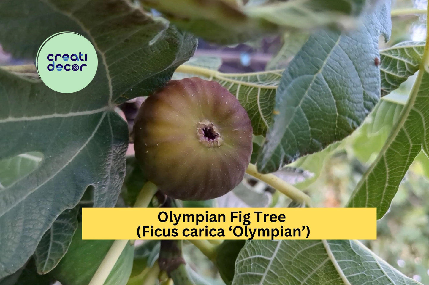 Olympian Fig Tree Cuttings | 10 Hardwood Stems for Rooting & Grafting | Ficus carica ‘Olympian’ Fruit Tree