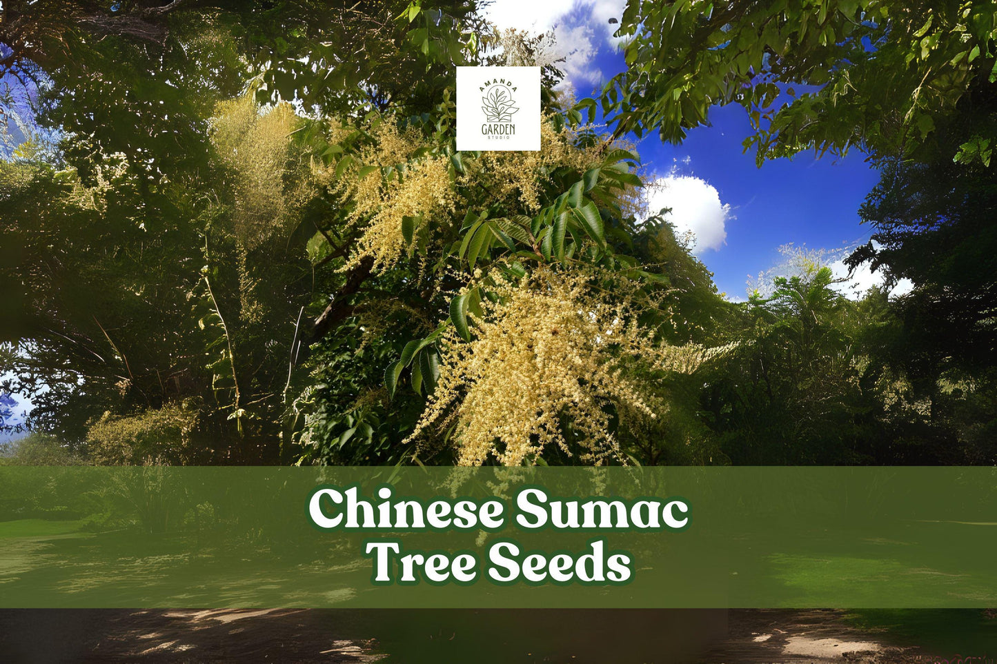 Chinese Sumac Tree Seeds – Rhus chinensis, Ornamental Shrub with Vibrant Fall Foliage, 30 Viable Seeds