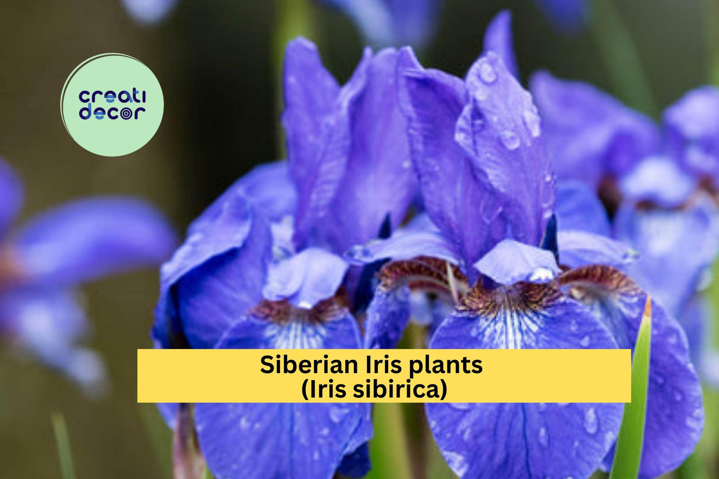 Siberian Iris Plants Set of 10+ | Live Rooted Clumps | Purple-Blue Perennial Flowers for Borders & Gardens | Iris sibirica