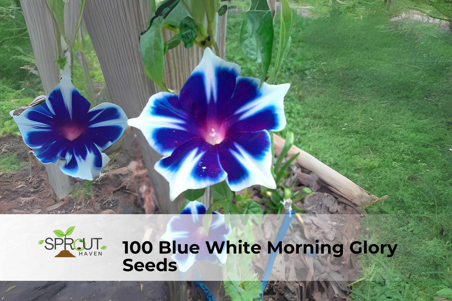 Blue & White Morning Glory Seeds | Ipomoea tricolor Climbing Vine for Fences & Trellises, 100 Seeds