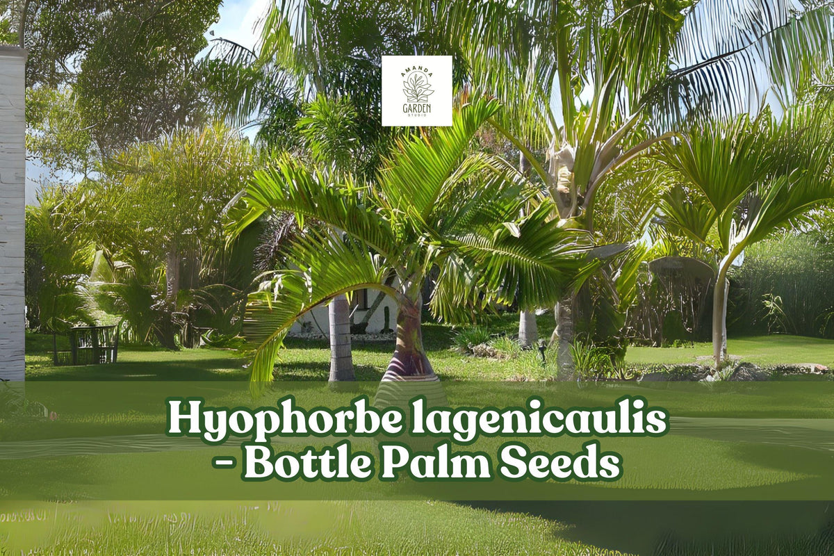 10 Bottle Palm Seeds | Hyophorbe lagenicaulis Tropical Ornamental Palm for Indoor & Garden Cultivation