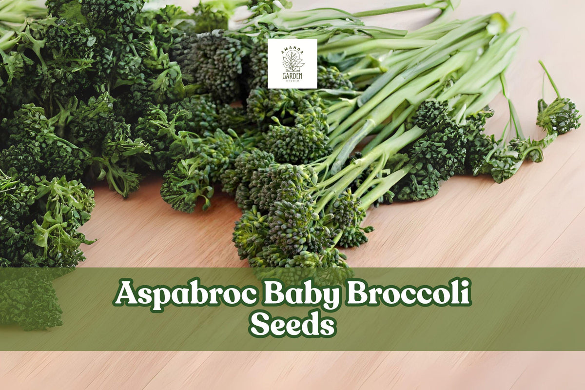 100 Broccolini Vegetable Garden Seeds – Brassica oleracea, Tender Stems & Florets, Home Growing, Cool-Season Crop