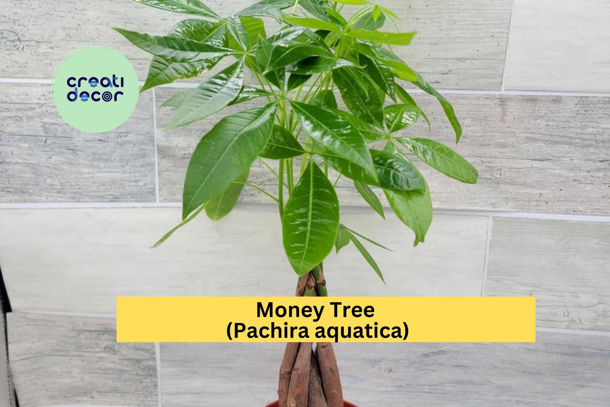Money Tree Plant | Live Pachira aquatica Indoor Houseplant with Braided Trunk | Green Foliage for Home & Office Decor