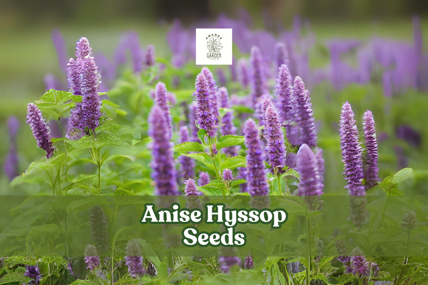 200 Anise Hyssop Seeds (Agastache foeniculum) – Pollinator-Friendly Wildflower with Lavender Spikes, Fragrant Licorice Scent, Non-GMO