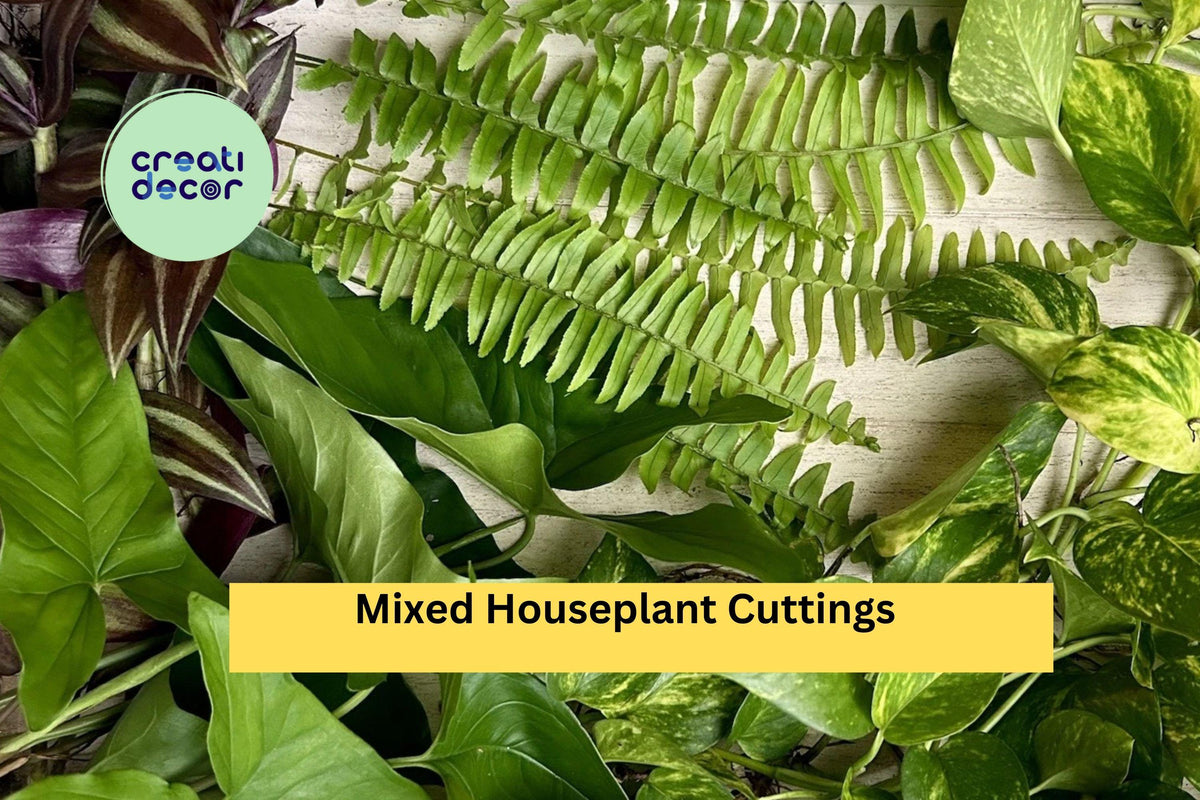 Mixed Indoor Houseplant Cuttings Pack | 20 Rooted Foliage Plants for Propagation & Home Growing