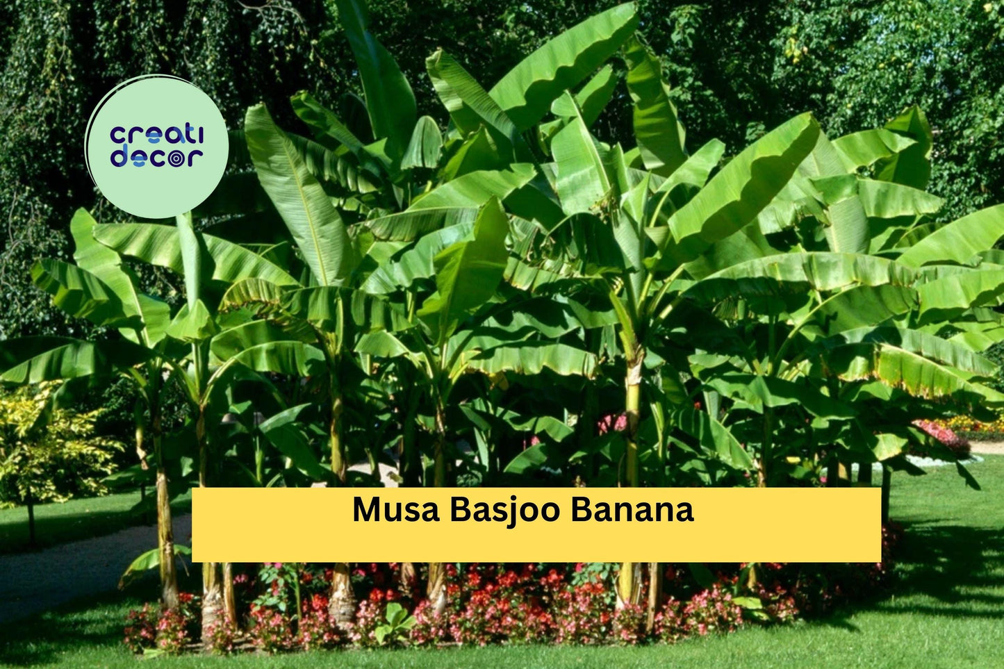 Musa basjoo Hardy Banana Tree Live Starter Plant | Cold Tolerant Ornamental Tropical Foliage