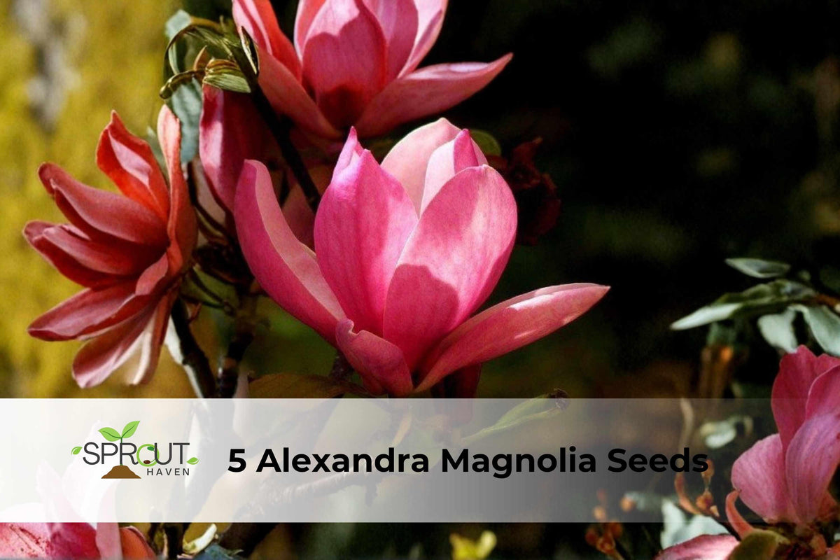 Alexandra Magnolia Seeds | Magnolia × soulangeana ‘Alexandrina’ | Pink & White Fragrant Spring Blooms | Ornamental Deciduous Tree Seeds