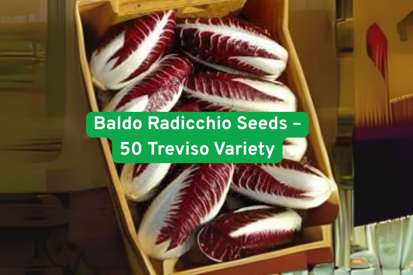 Baldo Radicchio Seeds – Treviso Variety, Cold-Tolerant, Non-GMO, Gourmet Salad, Cichorium intybus