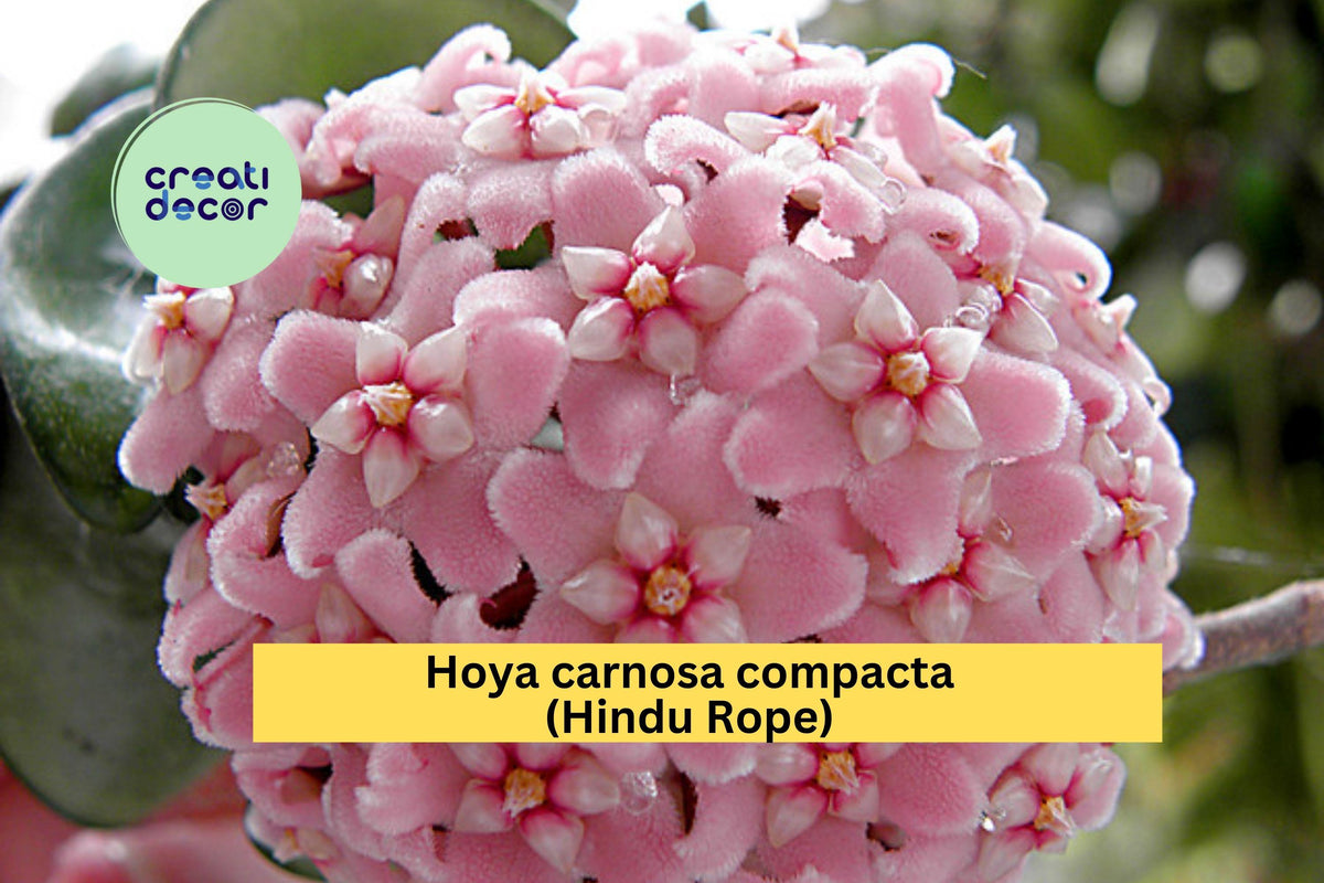 Hoya carnosa compacta Hindu Rope Bare Root Plant | 6+ Inch Indoor Vine with Curled Waxy Leaves | Krinkle Kurl Wax Plant