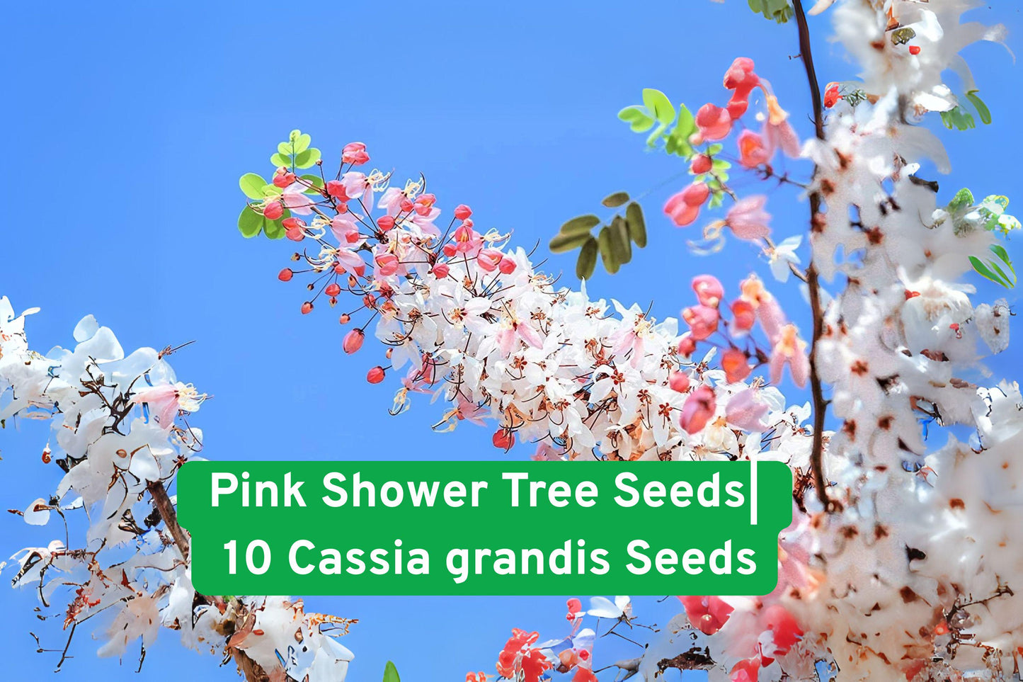 Pink Shower Tree Seeds – 10 Cassia grandis Tropical Ornamental with Pink Blooms & Seed Pods, Fast-Growing Shade Tree