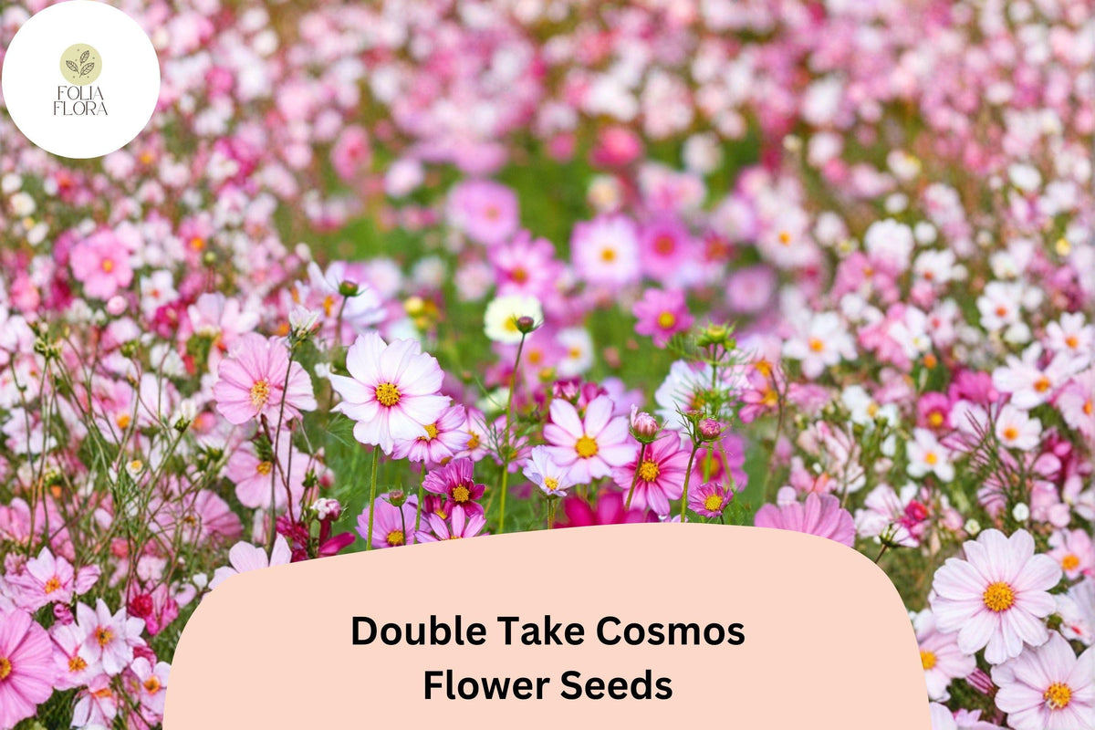 Double Take Cosmos Seeds | Pink, White & Rose Flower Garden | Cosmos bipinnatus ‘Double Take’ Annual Seeds