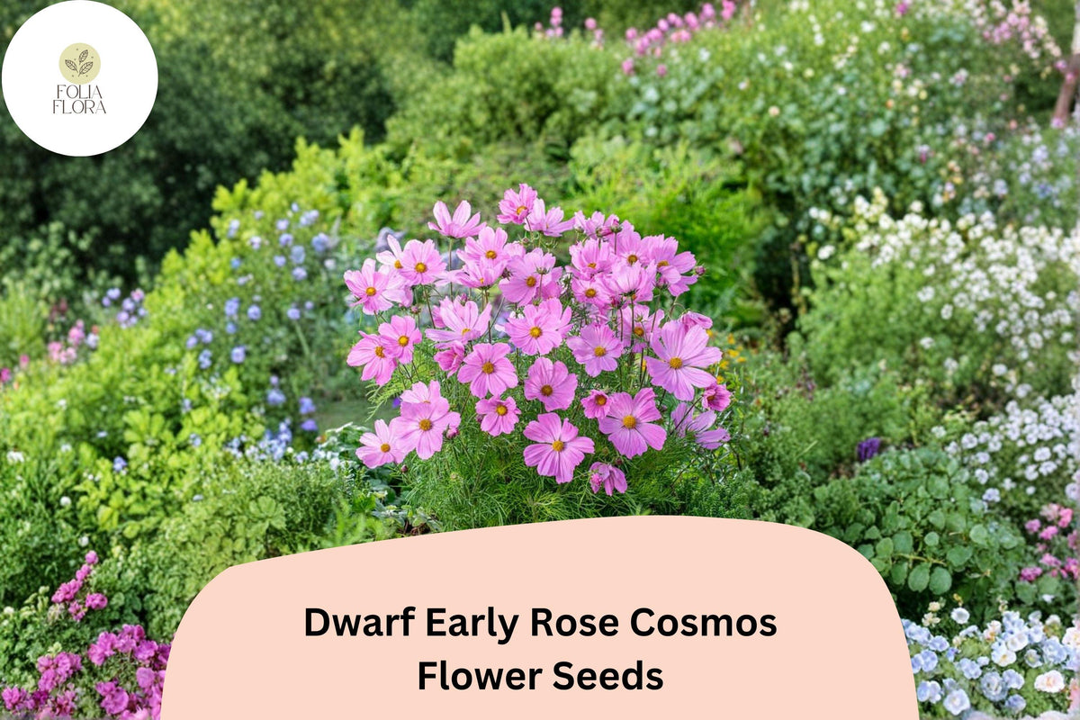 Dwarf Cosmos Seeds | 200+ Pink Garden Flower | Cosmos bipinnatus ‘Dwarf Early Rose’ Annual for Borders & Containers