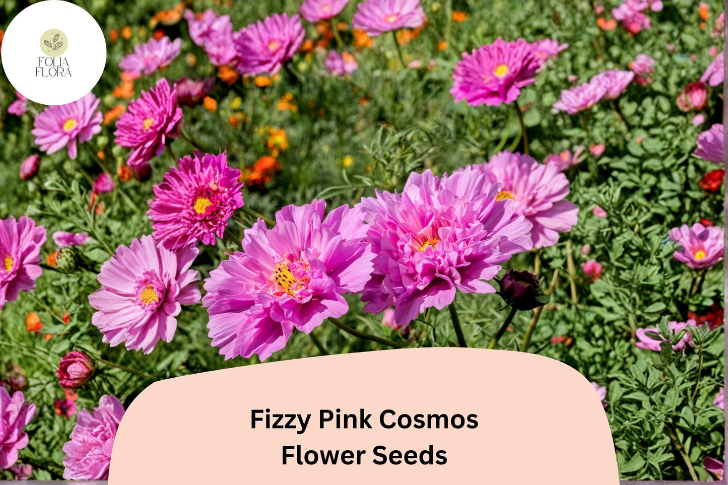 Fizzy Pink Cosmos Seeds | Double Ruffled Soft Pink Flowers | Cosmos bipinnatus ‘Fizzy Pink’ | Annual Garden Flower