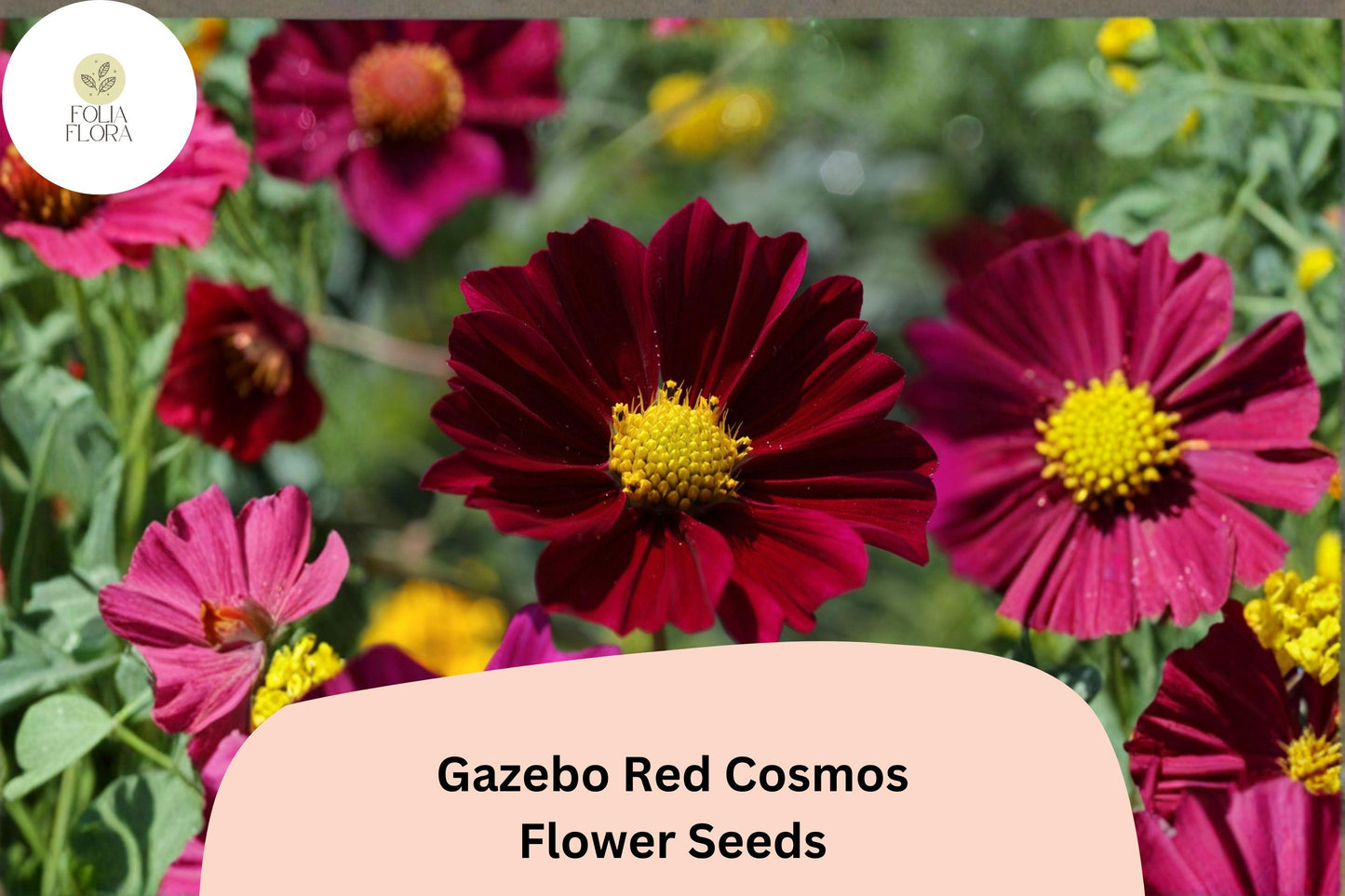 Gazebo Red Cosmos Flower Seeds | Scarlet Red Blooms | Cosmos bipinnatus ‘Gazebo Red’ | Annual Garden Seeds
