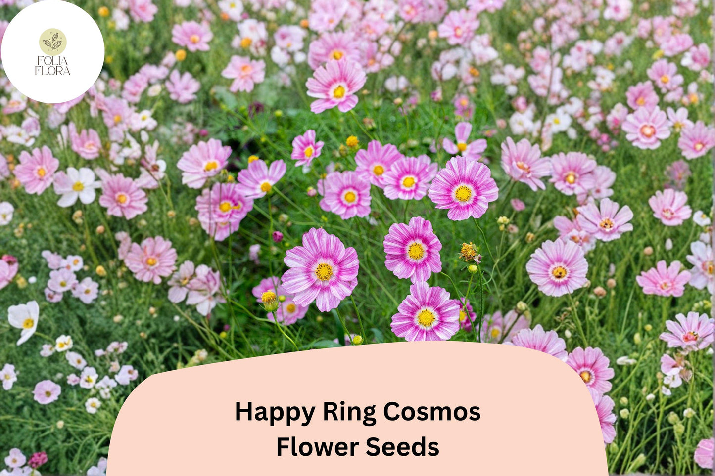 Happy Ring Cosmos Seeds | Bicolor Pink & White Cosmos bipinnatus | Pollinator-Friendly Annual Flowers for Gardens