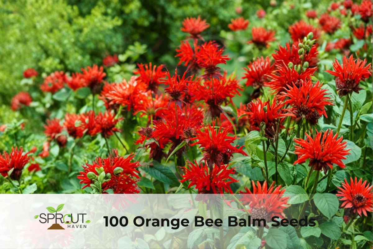 100 Orange Bee Balm Seeds | Monarda | Perennial Pollinator Flowers for Hummingbirds & Butterflies