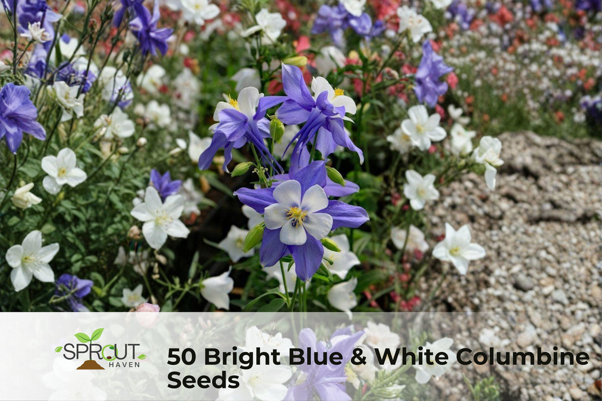Blue & White Columbine Seeds – Perennial Aquilegia Flower Seeds for Borders, Rock Gardens & Pollinator Attraction