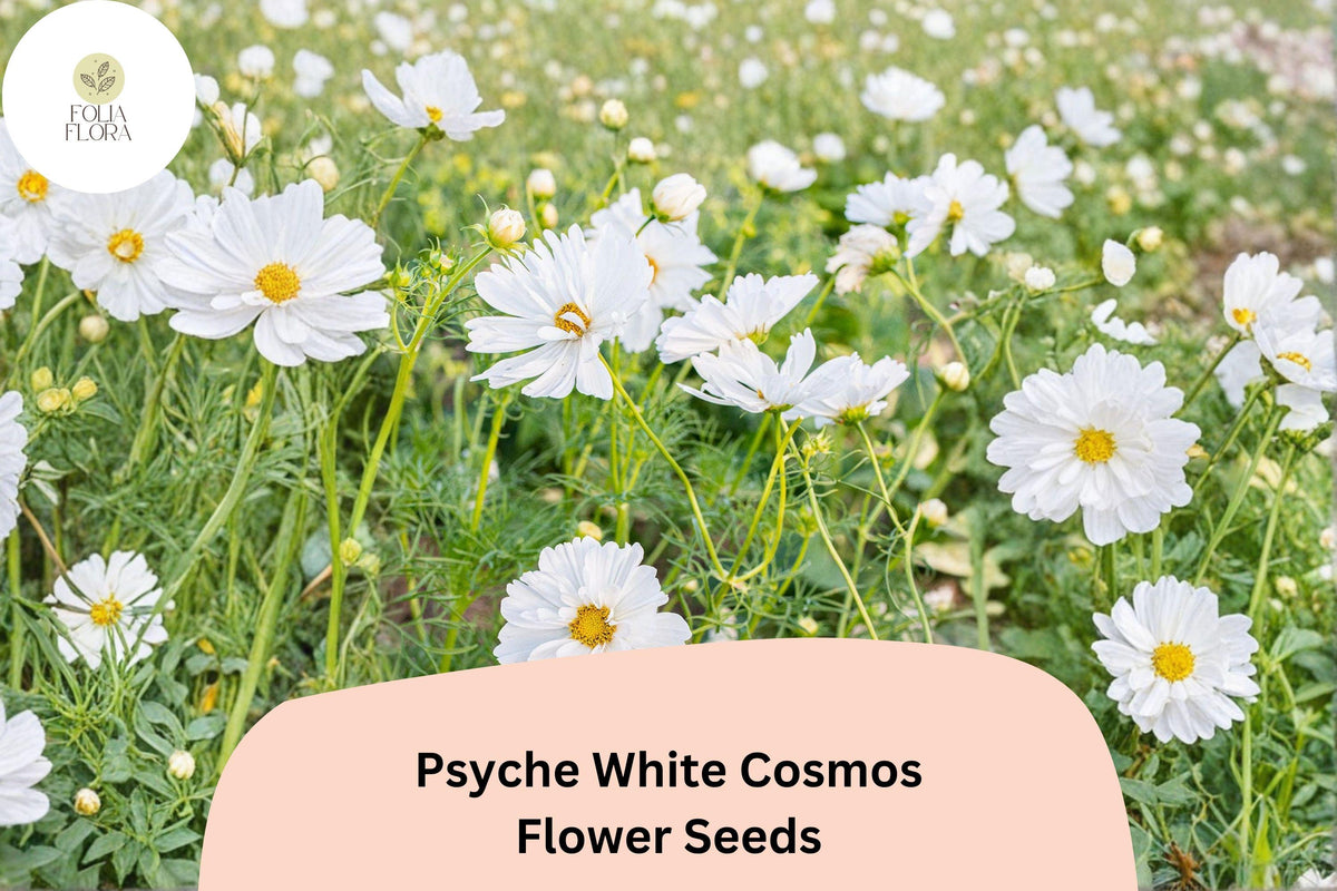 200+ Psyche White Cosmos Seeds | Annual Garden Flower with White Semi-Double Blooms | Cosmos bipinnatus