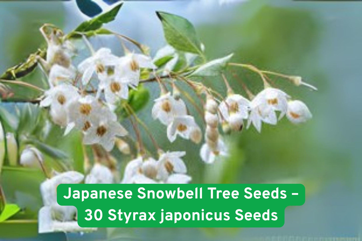 Japanese Snowbell Tree Seeds – 30 Styrax japonicus Ornamental Seeds with Fragrant White Blooms for Garden Landscaping