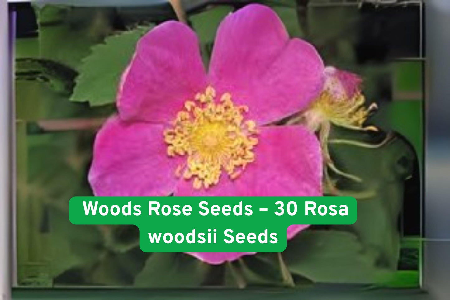 Wild Rose Seeds – Rosa woodsii, Fragrant Pink Blooms, Native North American Wildflower, Drought-Tolerant Shrub, 30 Non-GMO Seeds