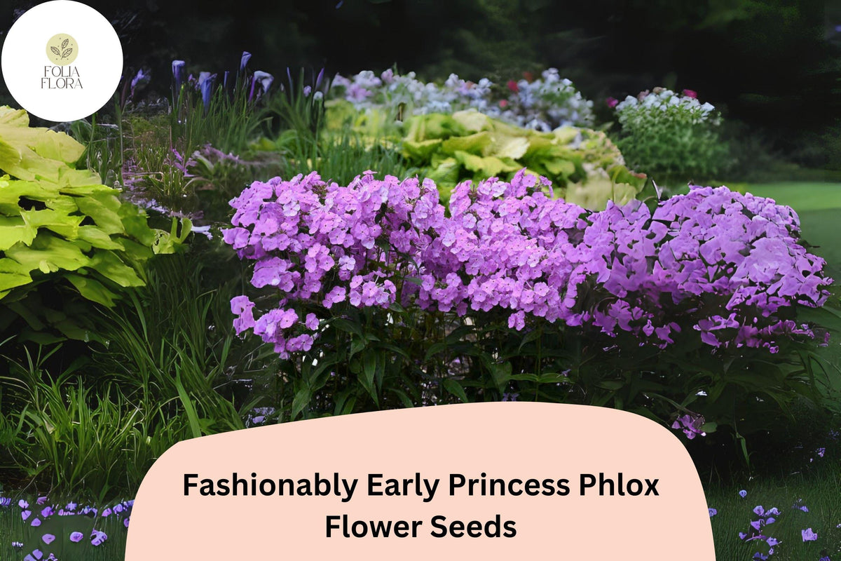 Fashionably Early Princess Phlox Seeds | Pink Perennial Flowers | Phlox paniculata | Attracts Bees & Butterflies
