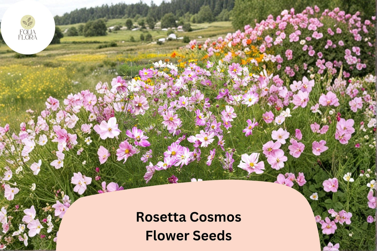Rosetta Cosmos Seeds | Soft Pink Double Blooms | Cosmos bipinnatus | Annual Garden Flowers for Pollinators & Bouquets