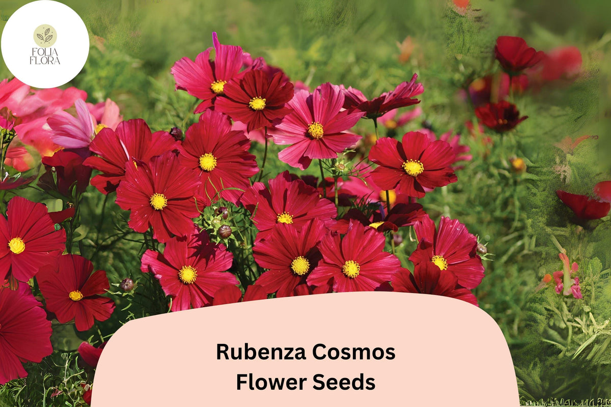 Rubenza Cosmos Seeds | 200+ Deep Ruby-Red Blooms, Pollinator Garden, Cosmos bipinnatus, Annual Flower for Borders & Cuttings