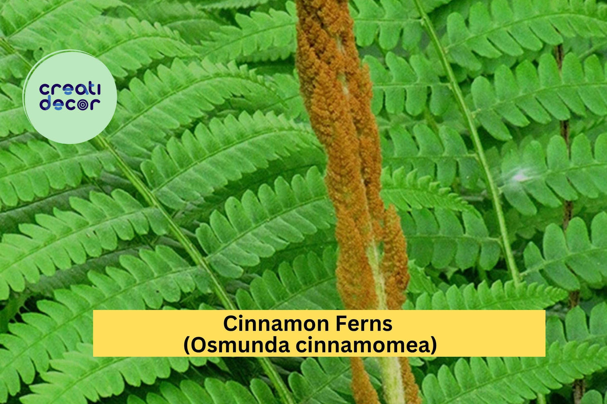 Cinnamon Fern Bare Root 3-Pack Osmunda cinnamomea Hardy Shade Perennial for Woodland Gardens
