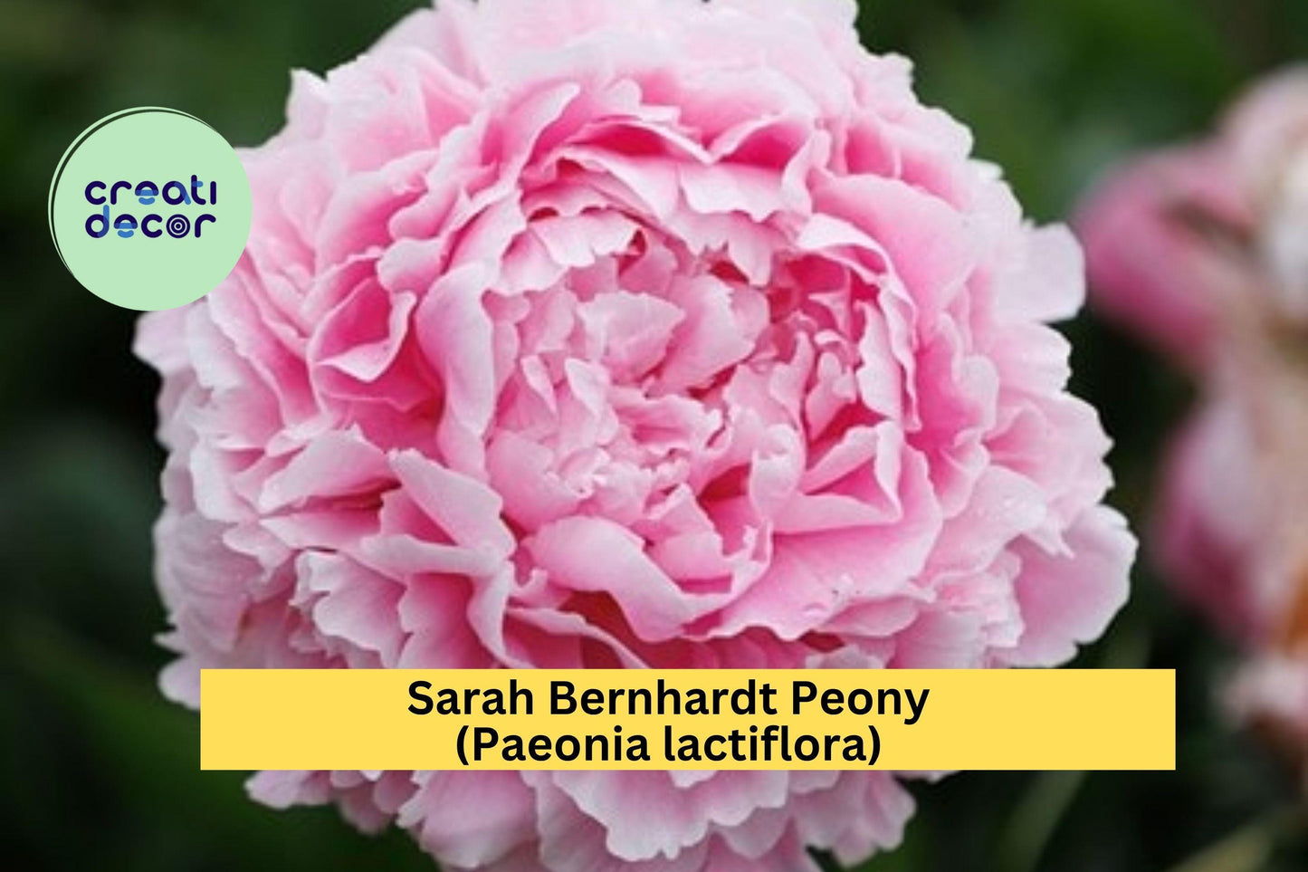 Sarah Bernhardt Peony Bare Root Plant – Pink Double Flower, Paeonia lactiflora, Perennial Bush for Garden Borders & Cut Flowers