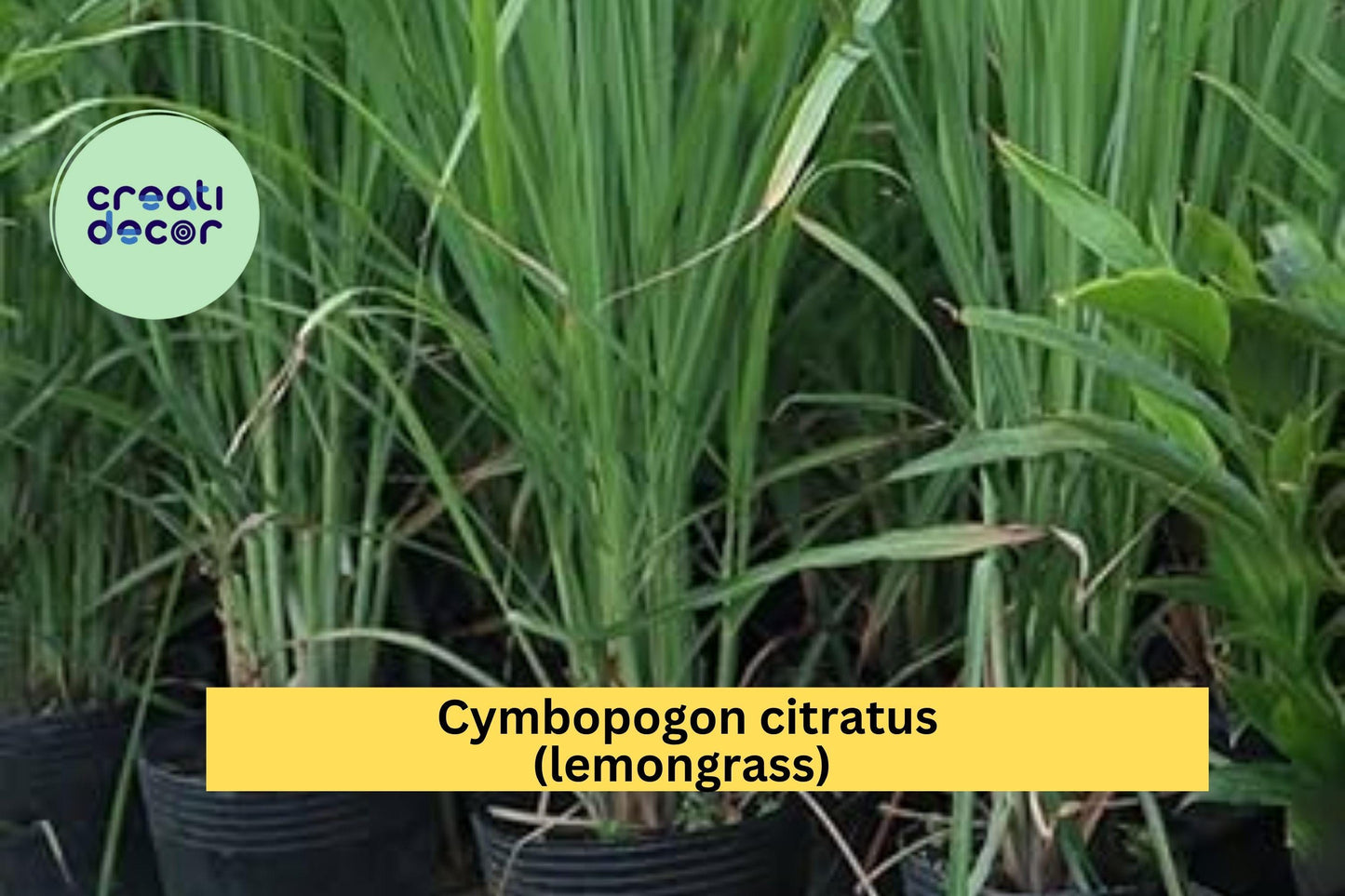 Lemongrass Plants 6-Pack – Cymbopogon citratus – Organic Fully Rooted Greenery for Garden & Containers