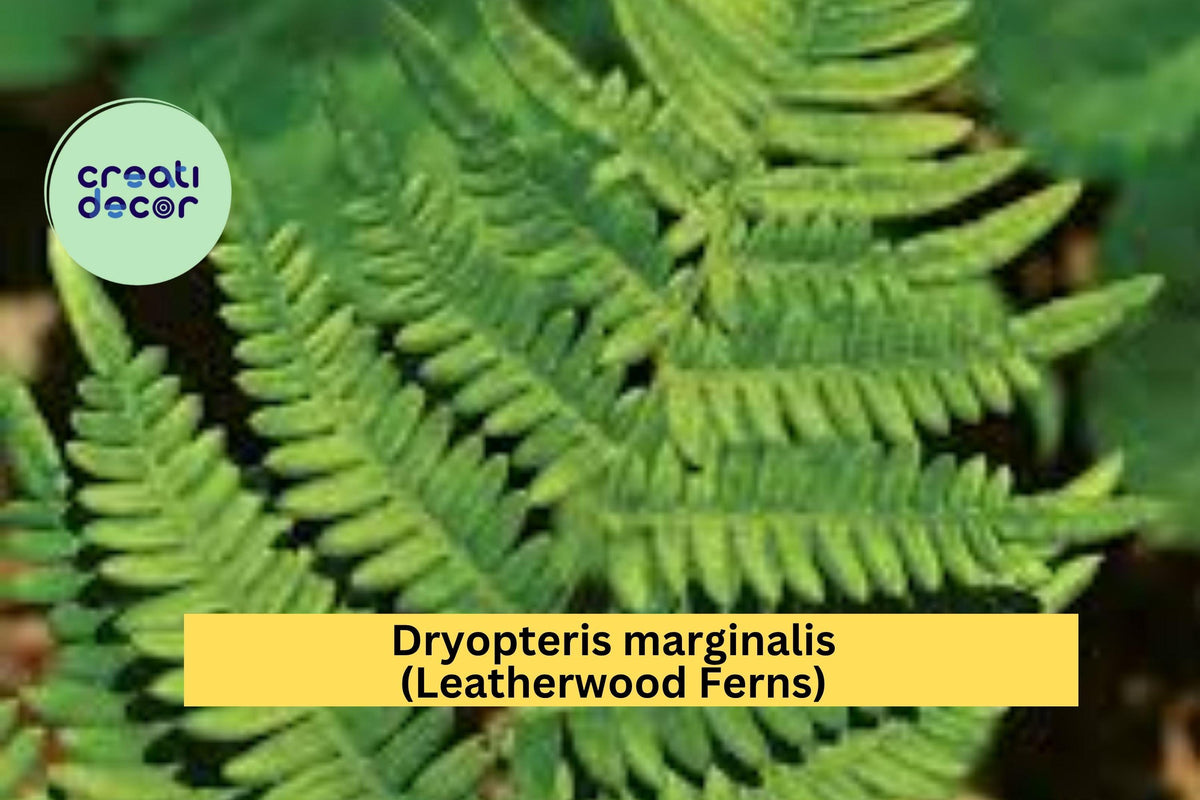 Leatherwood Fern Bare Root – Native Woodland Fern for Shade Gardens – Dryopteris marginalis Perennial Fern