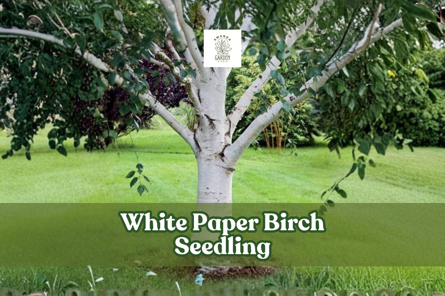 White Paper Birch Seedling - Betula papyrifera, Fast Growing Hardwood Tree for Landscaping and Shade