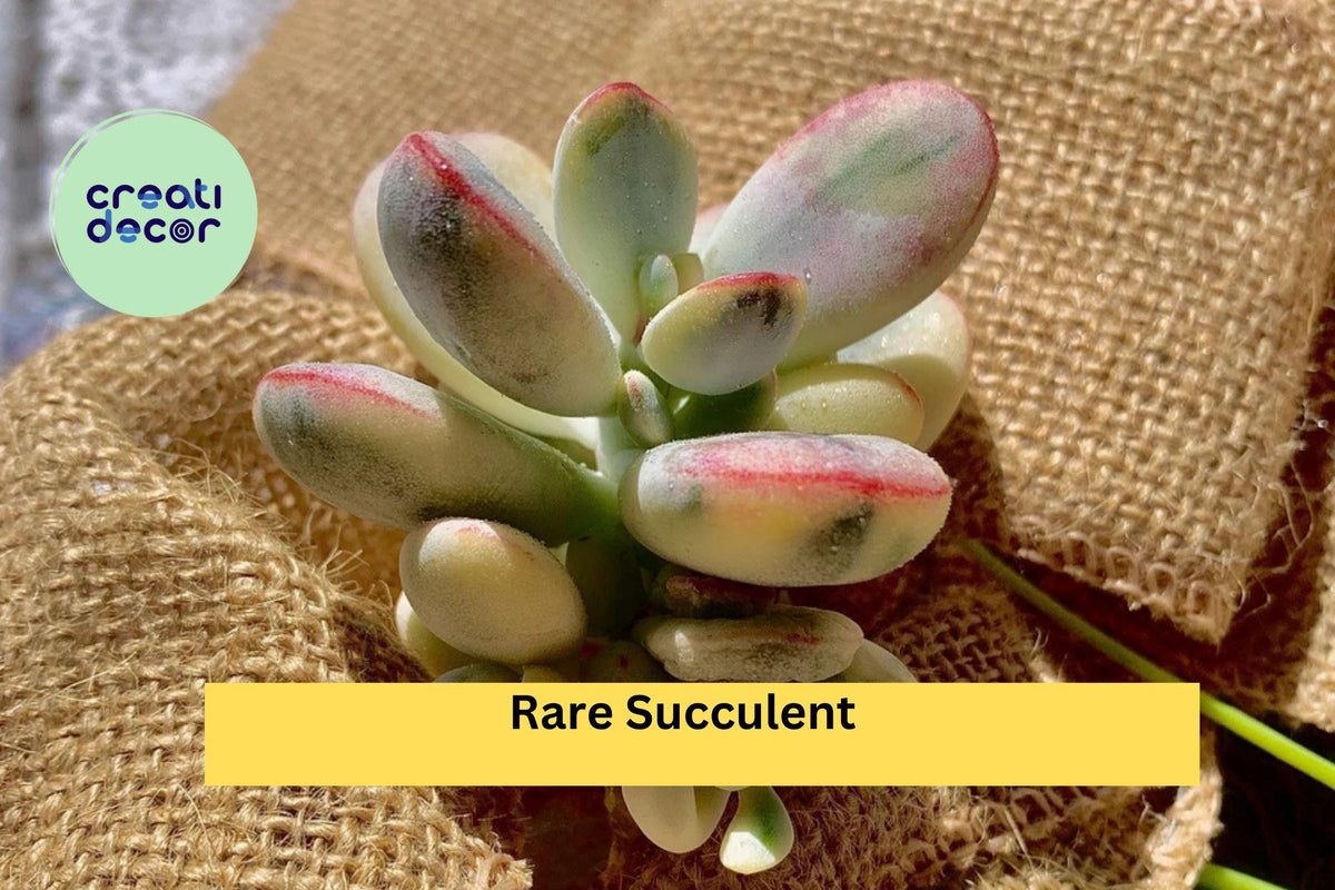 Rare Succulent Plants – 2.2” Bare Root Mix – Echeveria, Haworthia, Sedum – Indoor Live Plants for Home, Office, Terrarium