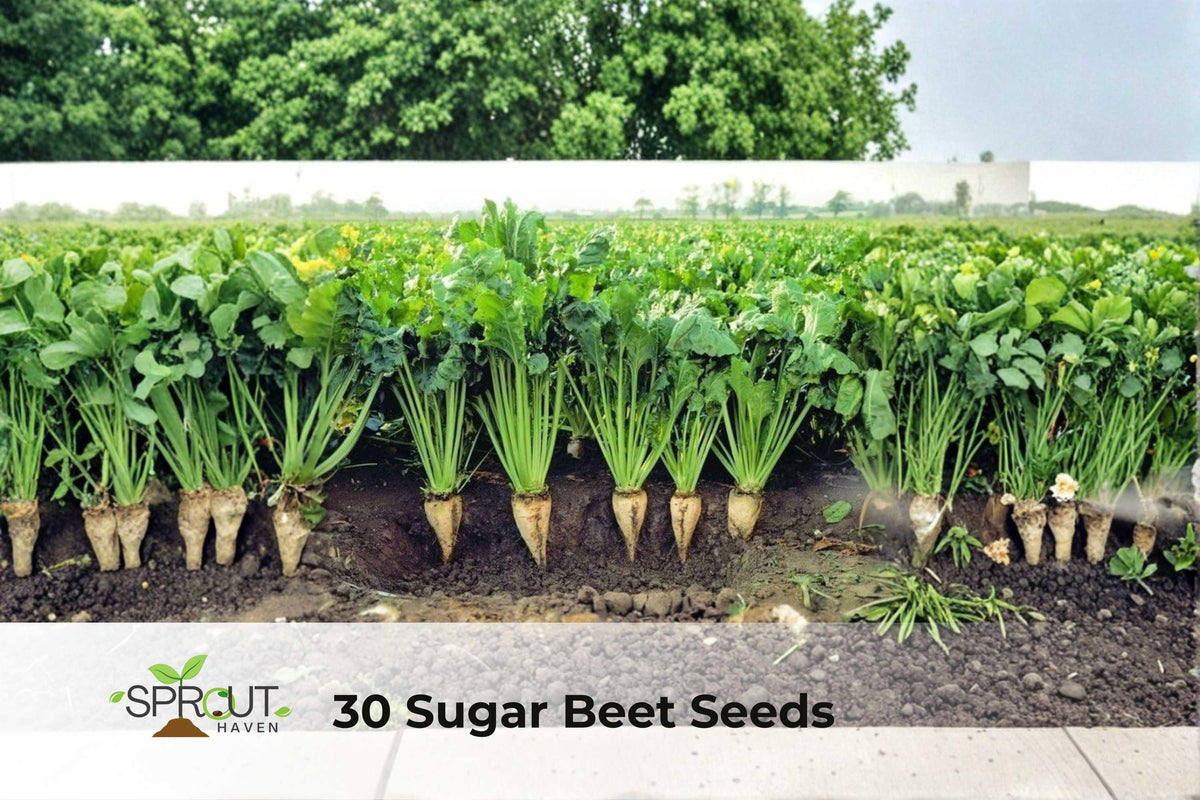30 Non-GMO Sugar Beet Seeds | Edible Root Vegetable | Beta vulgaris subsp. vulgaris for Cooking, Fodder, and Fresh Use