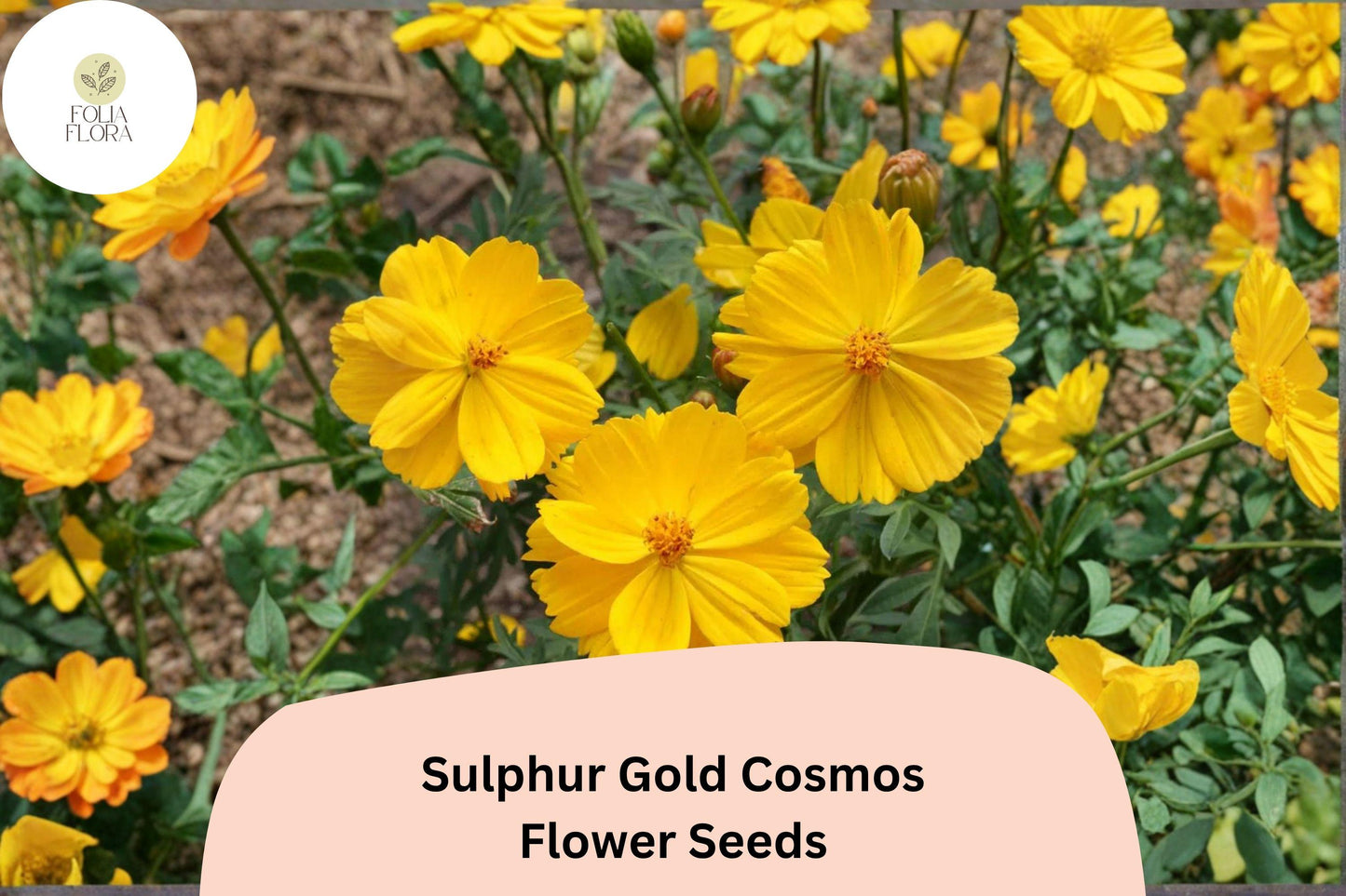 Sulphur Gold Cosmos Seeds | Bright Yellow-Orange Flowers | Cosmos sulphureus | Pollinator-Friendly Annual Seed Pack