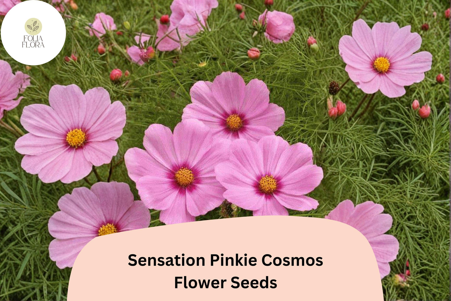 Sensation Pinkie Cosmos Seeds | Bright Pink Annual Flower | Cosmos bipinnatus | 200+ Drought Tolerant, Pollinator-Friendly