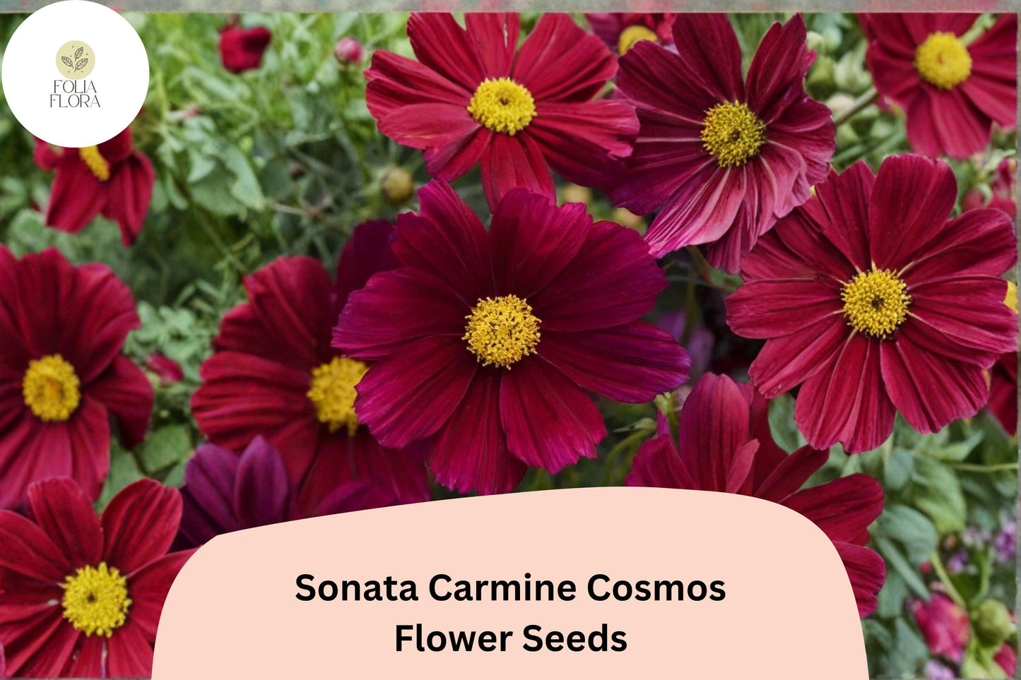 Sonata Carmine Cosmos Seeds | Deep Pink Annual Flower for Garden, Borders & Containers | Cosmos bipinnatus